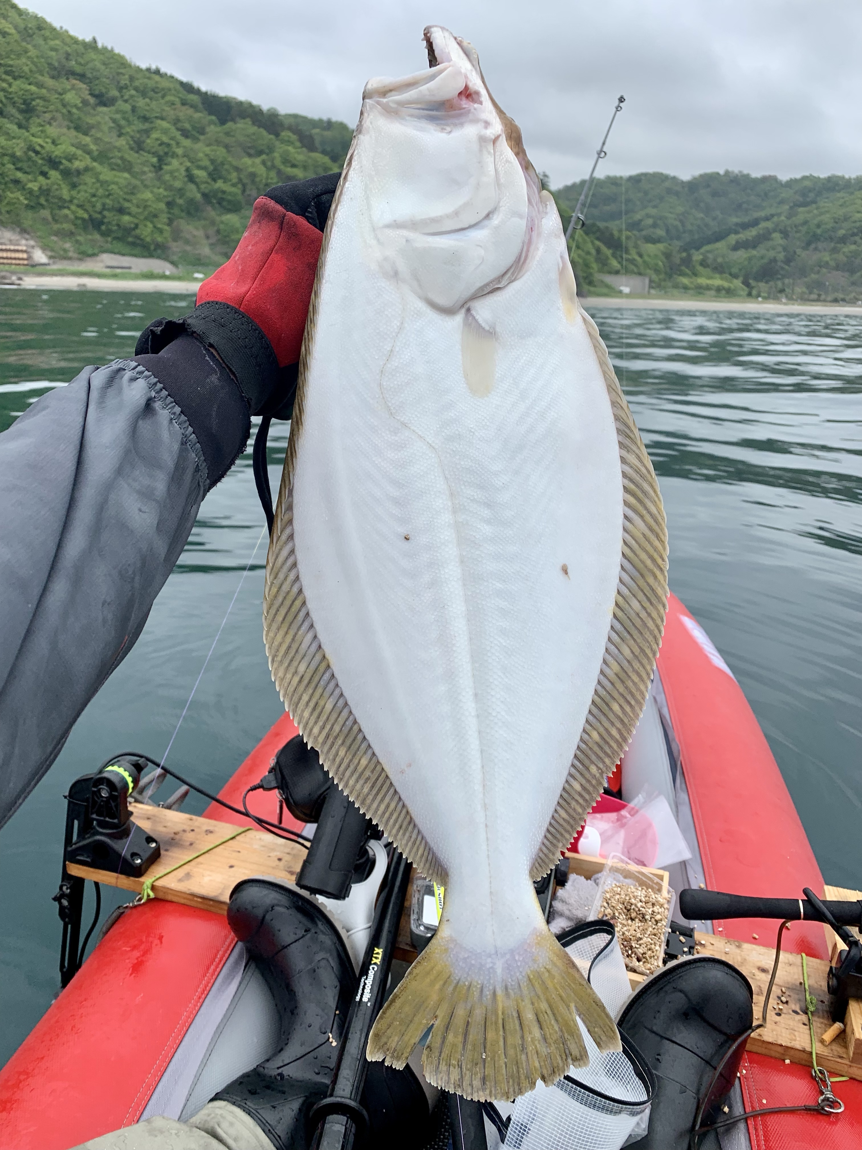備忘録 オオヤマネコ艇（AIRE SUPER LYNX)噴火湾に浮く、そしてヒラメ